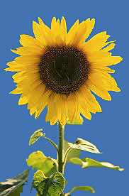 Sommerpause